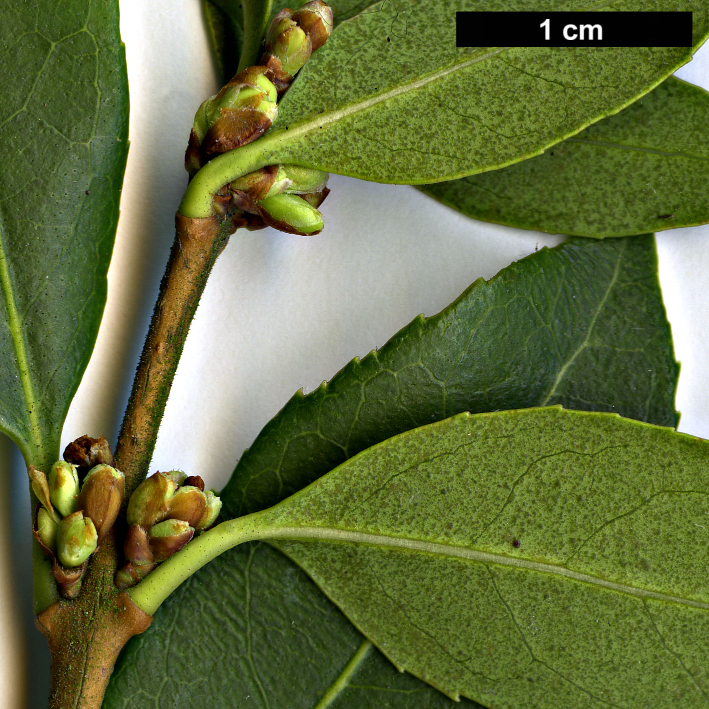 High resolution image: Family: Oleaceae - Genus: Osmanthus - Taxon: ×burkwoodii (O.delavayi × O.decorus)